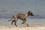 WHIPPET 283